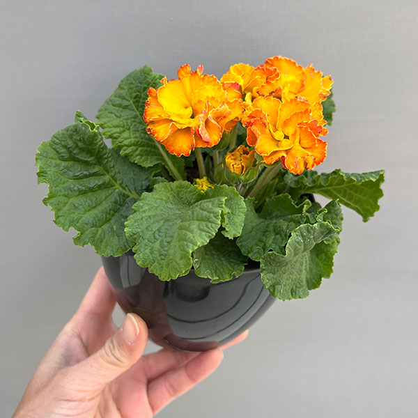 プリムラ:ポリアンサ ロココ姫 イエロー系4号ポット