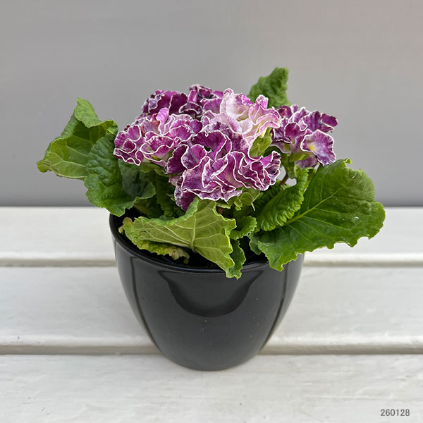 プリムラ：ポリアンサ  ロココ姫 パープル系4号ポット