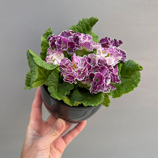 プリムラ：ポリアンサ  ロココ姫 パープル系4号ポット