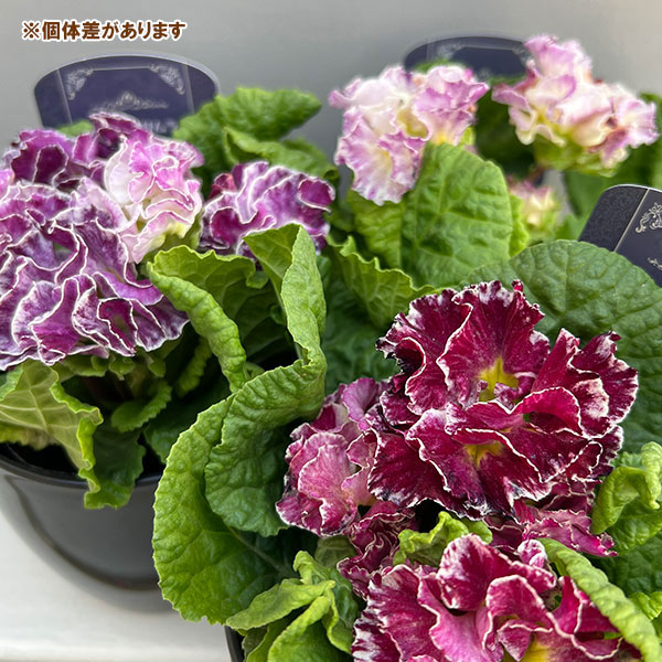 プリムラ：ポリアンサ  ロココ姫 パープル系4号ポット