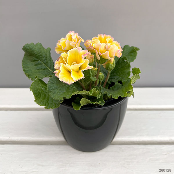 プリムラ：ポリアンサ  ロココ姫 レモン系4号ポット