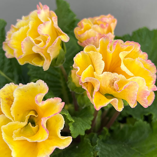 プリムラ：ポリアンサ  ロココ姫 レモン系4号ポット