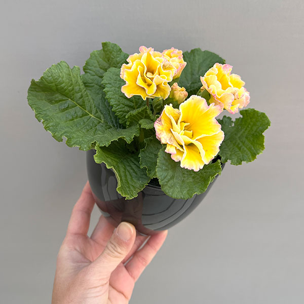 プリムラ：ポリアンサ  ロココ姫 レモン系4号ポット