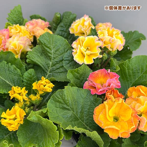 プリムラ：ポリアンサ  ロココ姫 レモン系4号ポット