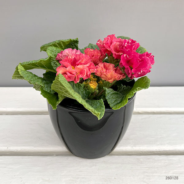 プリムラ：ポリアンサ  ロココ姫 ローズ系4号ポット