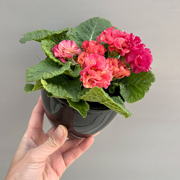 プリムラ：ポリアンサ  ロココ姫 ローズ系4号ポット