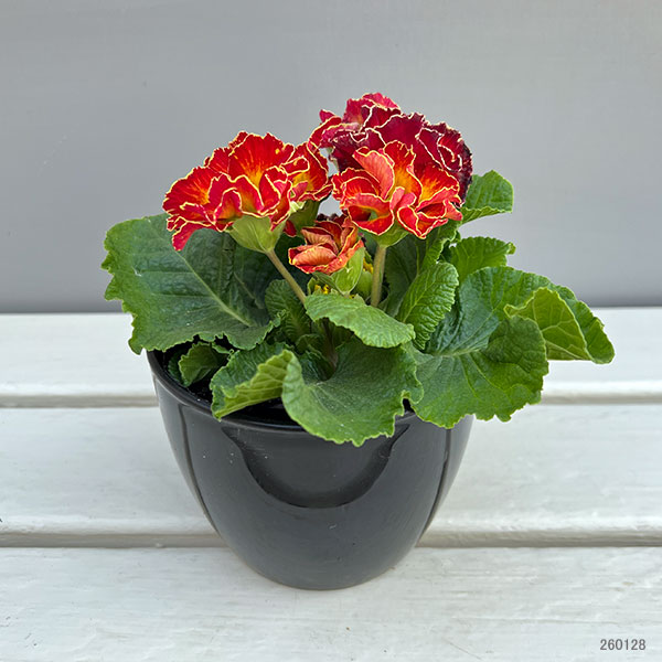 プリムラ：ポリアンサ  ロココ姫 レッド系4号ポット