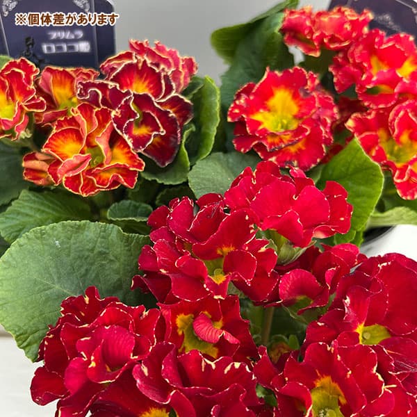 プリムラ：ポリアンサ  ロココ姫 レッド系4号ポット