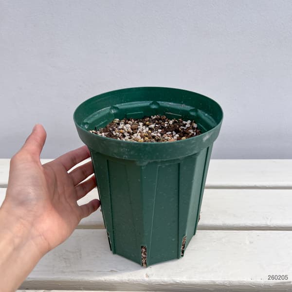 クレマチス：フェルマータピンク6号ポット（ヴィオルナ系）