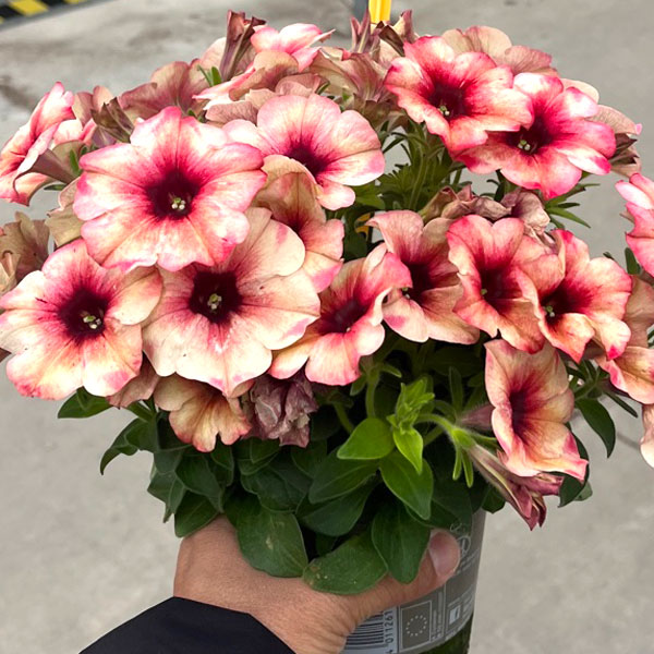 [26年4月下旬予約]ペチュニア：サンドロックス3-3.5号ポット