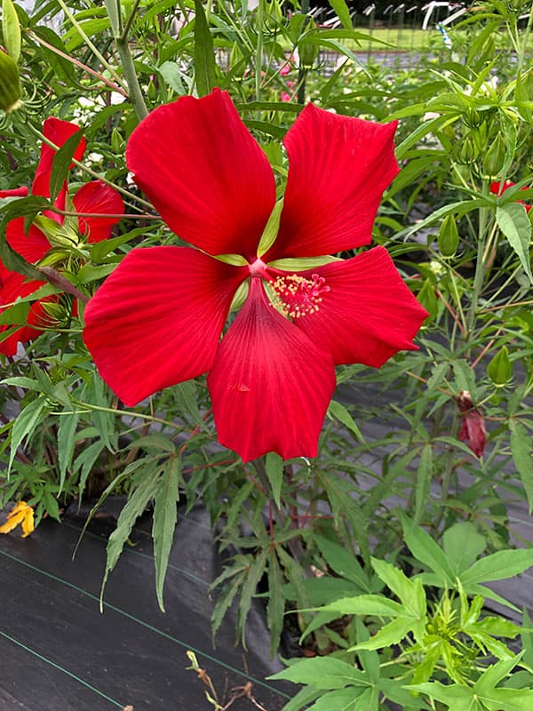 宿根ハイビスカス：タイタンビカス：レッドブリーズ3.5号ポット