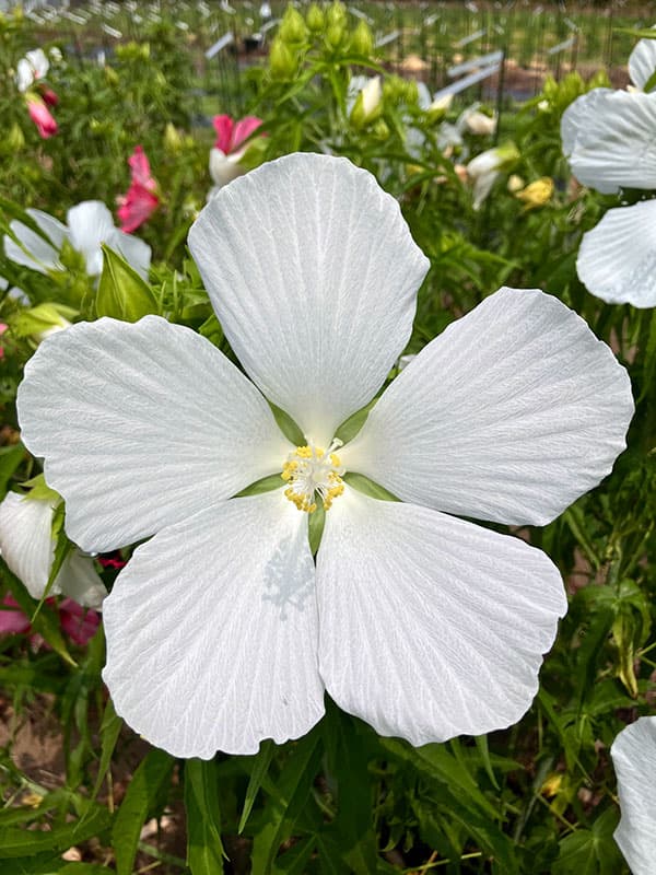 宿根ハイビスカス：タイタンビカス：ホワイトブリーズ3.5号ポット