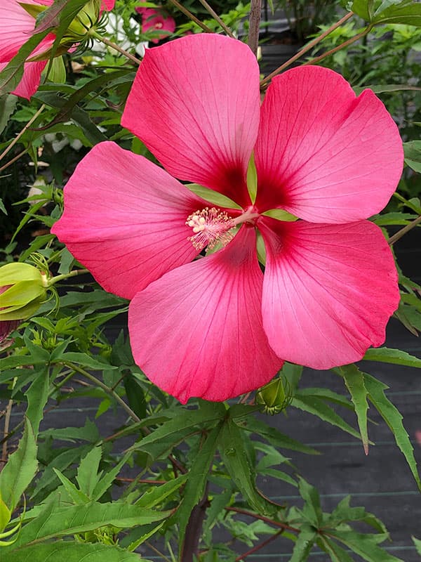 宿根ハイビスカス：タイタンビカス：ピンクブリーズ3.5号ポット