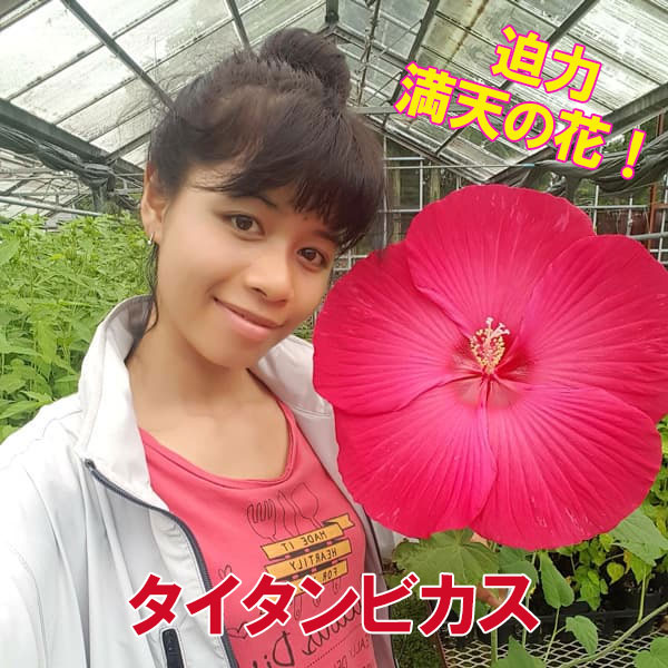 [26年4月下旬予約]宿根ハイビスカス：タイタンビカス：ウラノス3.5号ポット
