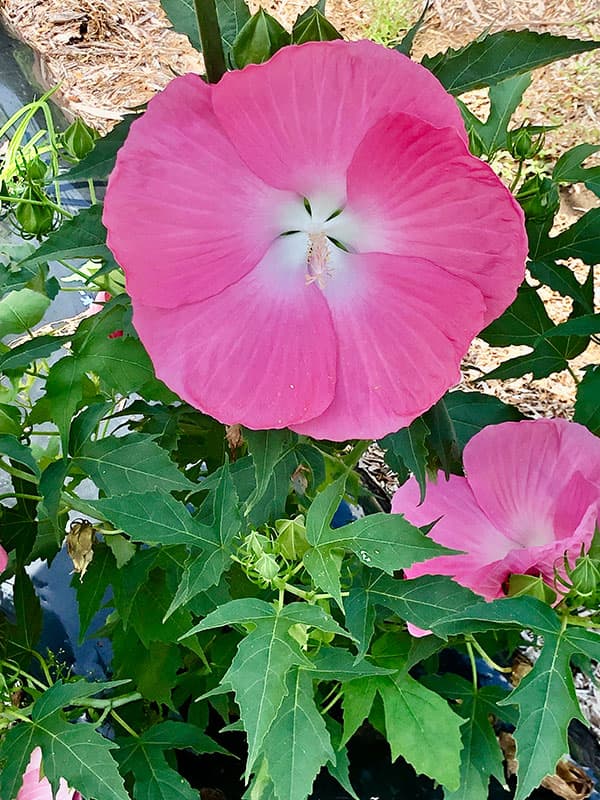 [26年4月下旬予約]宿根ハイビスカス：タイタンビカス：フローラ3.5号ポット