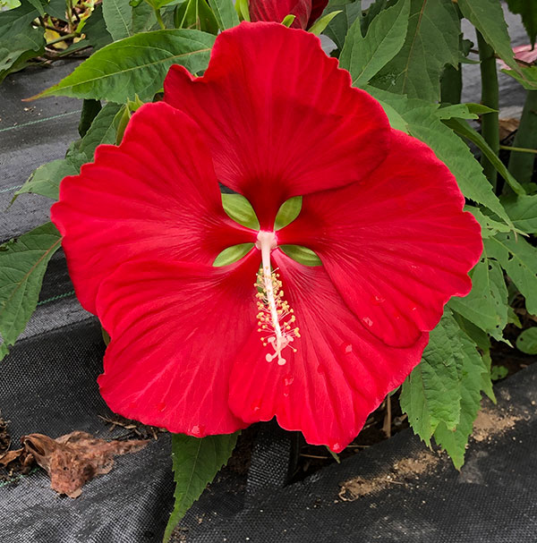 宿根ハイビスカス：タイタンビカス：マスカレード3.5号ポット