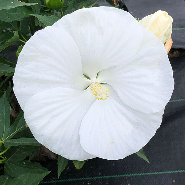 宿根ハイビスカス：タイタンビカス：ホワイトオウル3.5号ポット