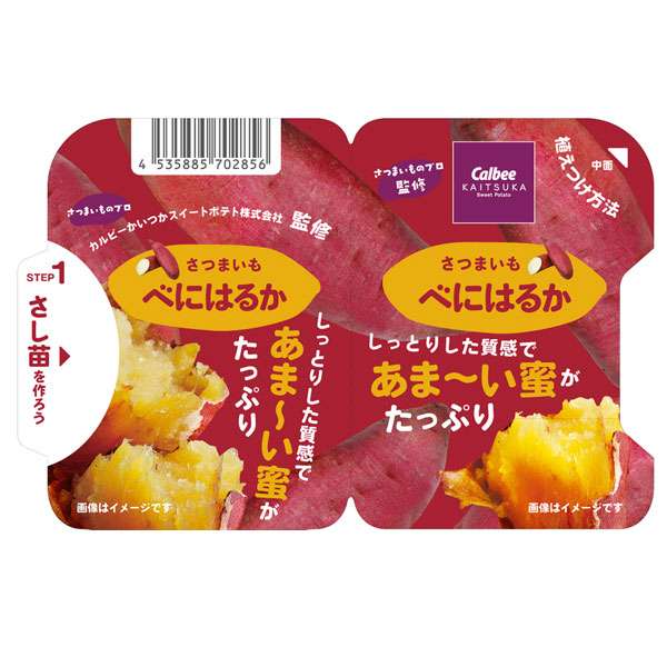 [26年5月中下旬予約]サツマイモ苗：カルビーかいつか　べにはるか(PVP)3.5号ポット