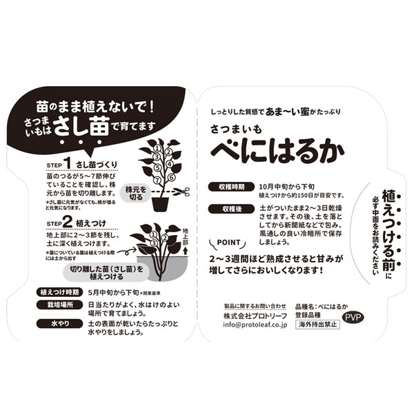 [26年5月中下旬予約]サツマイモ苗：カルビーかいつか　べにはるか(PVP)3.5号ポット