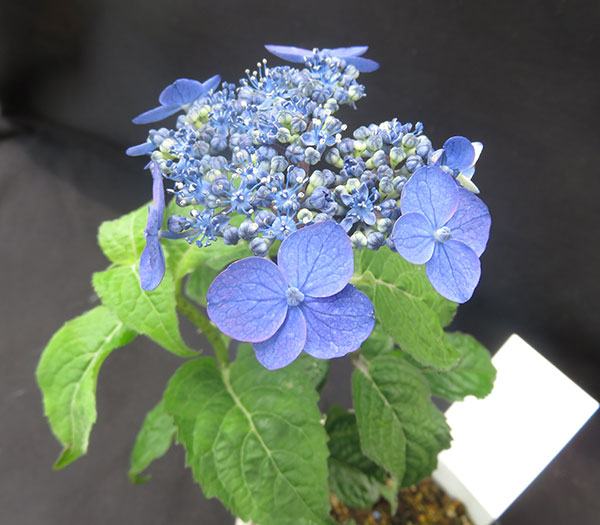 ヤマアジサイ：ムラサキスイショウ（紫水晶）4号ポット
