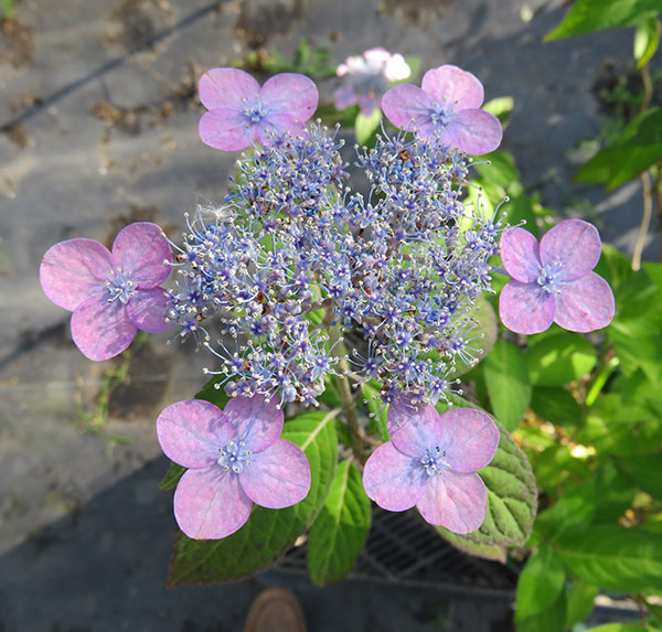 ヤマアジサイ：セトノユウベニ（瀬戸の夕紅）4号ポット