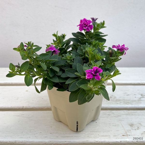 ペチュニア:ルビーベール3号ポット