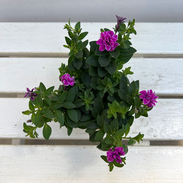 ペチュニア:ルビーベール3号ポット