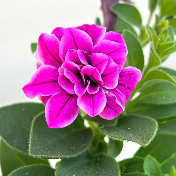 ペチュニア:ルビーベール3号ポット