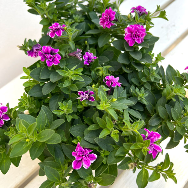 ペチュニア:ルビーベール3号ポット