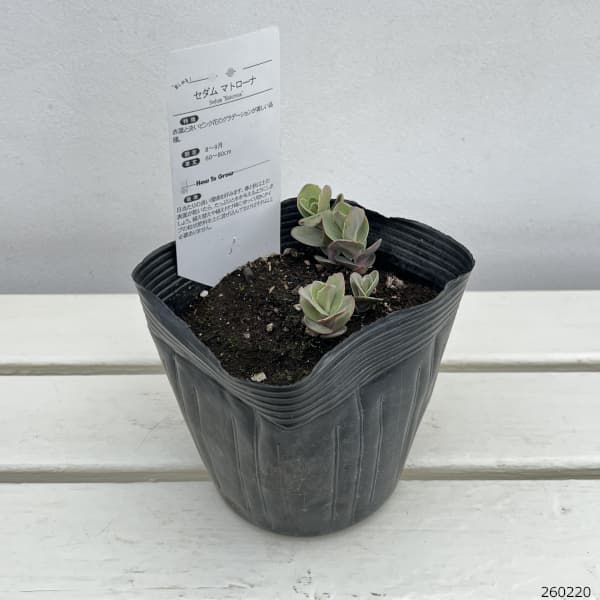セダム：マトローナ5号ポット