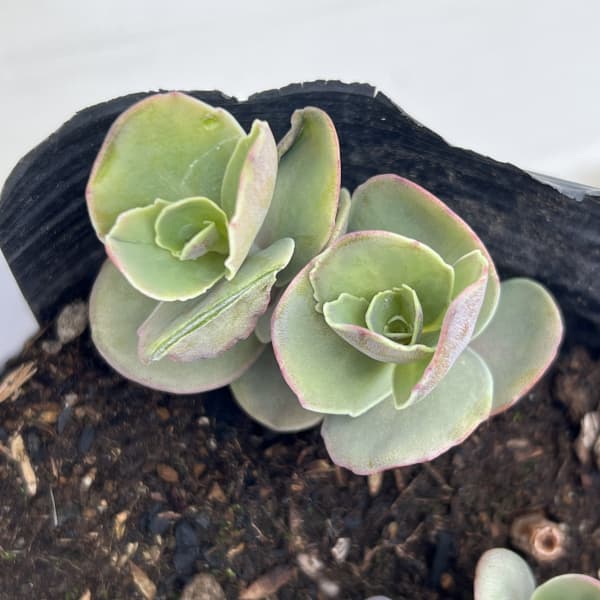 セダム：マトローナ5号ポット