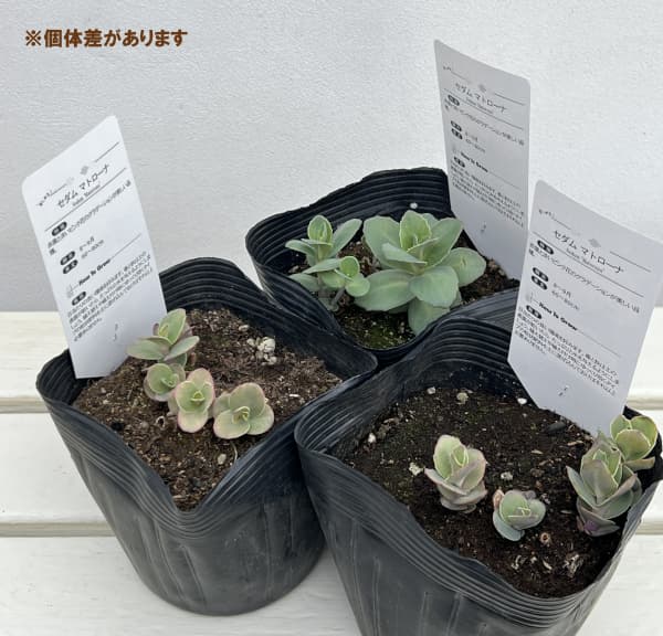 セダム：マトローナ5号ポット