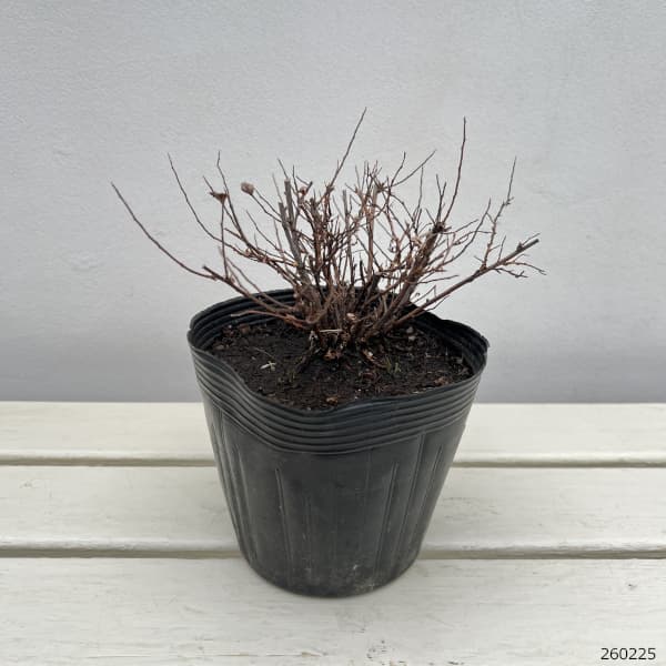 シモツケ：源平（ゲンペイ）5号ポット