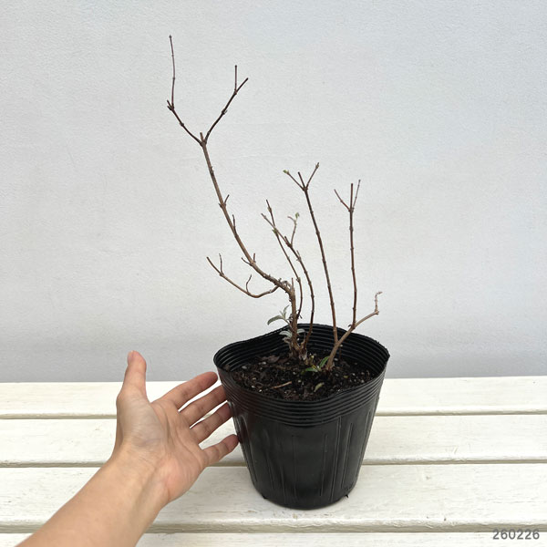 ブッドレア：シュガープラム5号ポット