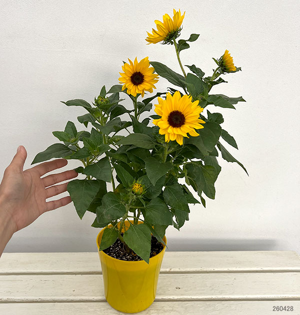ヒマワリ：ソルシーカー・ビーイエロー5号鉢植え