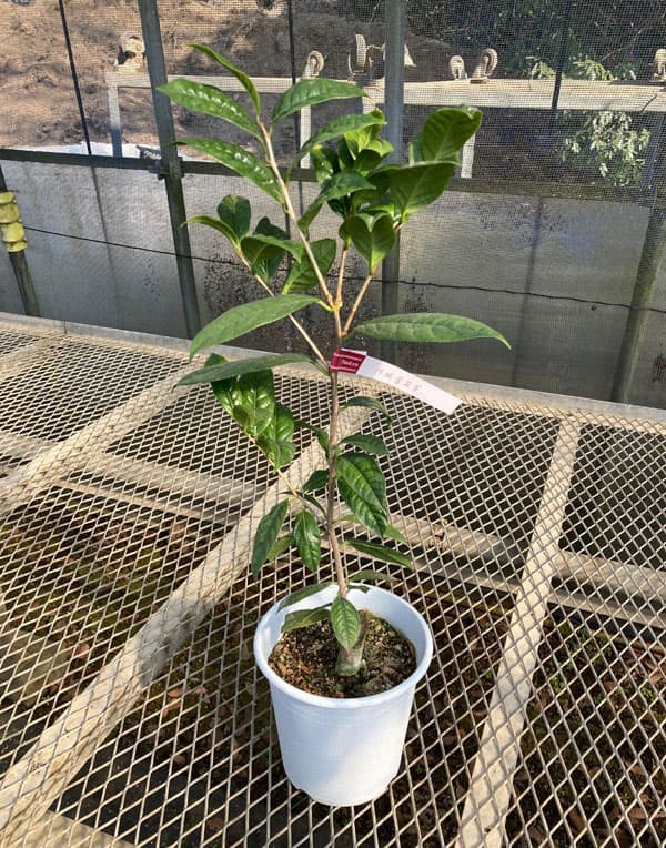 ツバキ（椿）：防城金花茶（ぼうじょうきんかちゃ）接木苗6号鉢植え