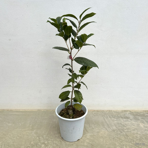 園芸ネット本店｜ツバキ（椿）：防城金花茶（ぼうじょうきんかちゃ