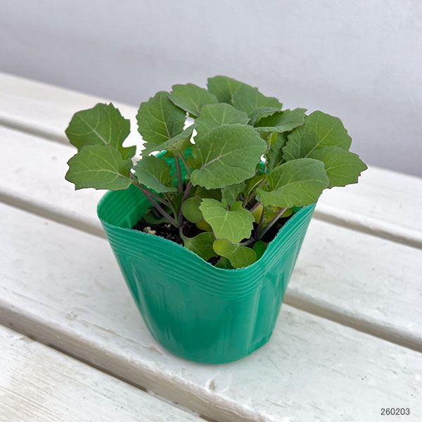 のらぼう菜3.5号ポット苗　