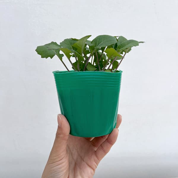 のらぼう菜3.5号ポット苗　