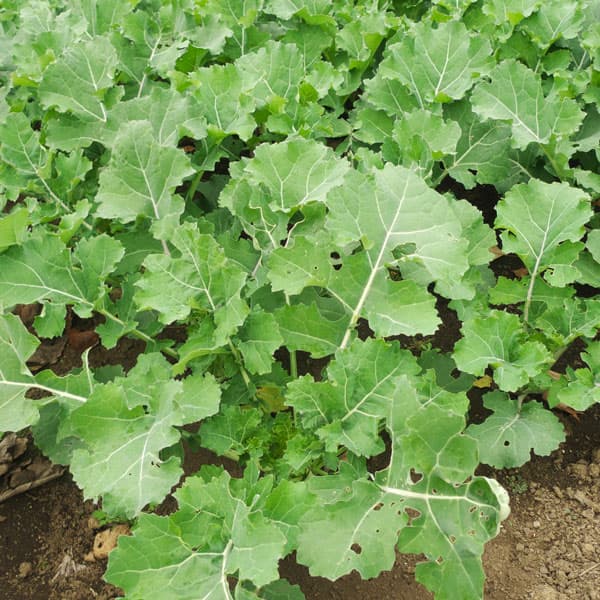 のらぼう菜3.5号ポット苗　