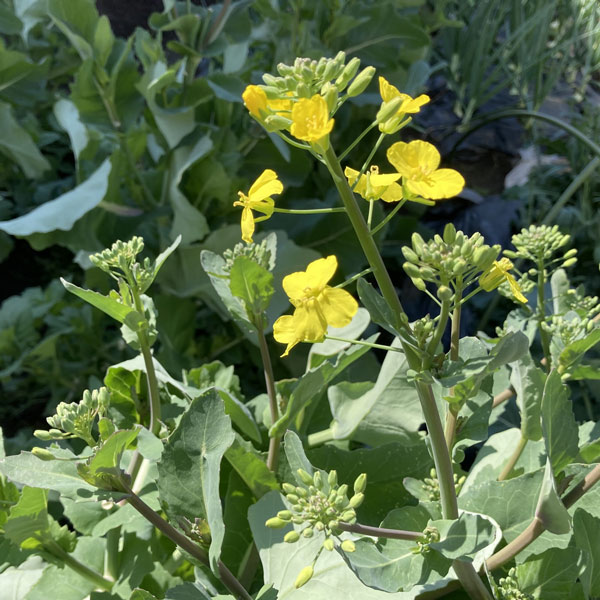 のらぼう菜3.5号ポット苗　