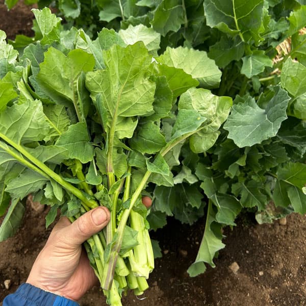 のらぼう菜3.5号ポット苗　