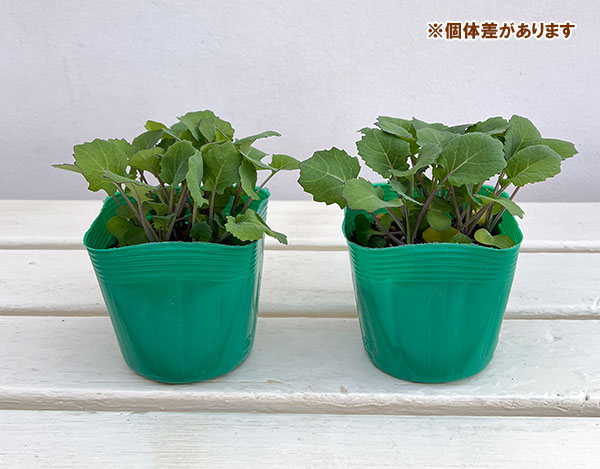 のらぼう菜3.5号ポット苗　