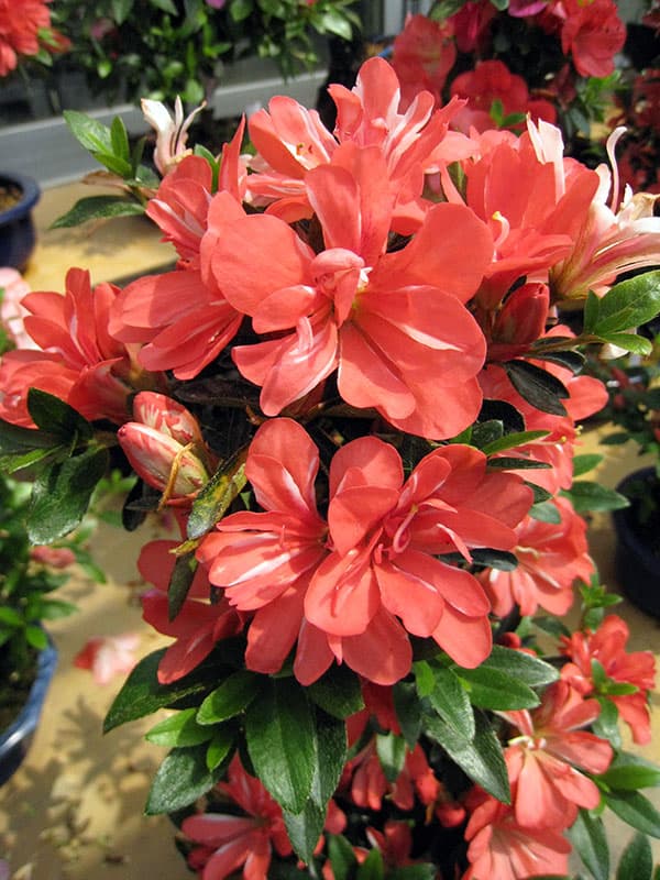 サツキ（皐月）：立山の舞　曲付　5号鉢仕立て