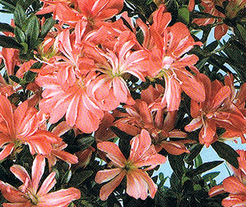 サツキ（皐月）：立山の舞　曲付　5号鉢仕立て