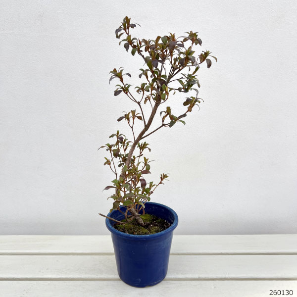 サツキ（皐月）：立山の舞　曲付　5号鉢仕立て