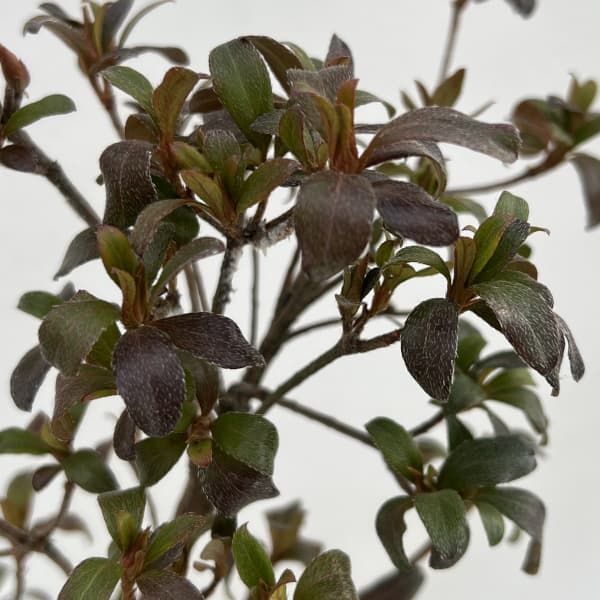 サツキ（皐月）：立山の舞　曲付　5号鉢仕立て