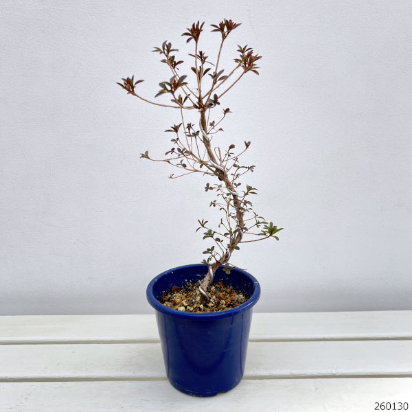 サツキ（皐月）：星の輝　曲付　5号鉢仕立て