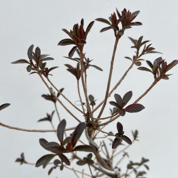 サツキ（皐月）：星の輝　曲付　5号鉢仕立て