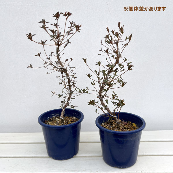 サツキ（皐月）：星の輝　曲付　5号鉢仕立て